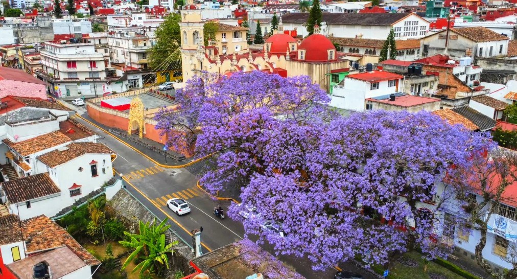 jacarandas