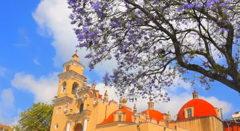 jacarandas