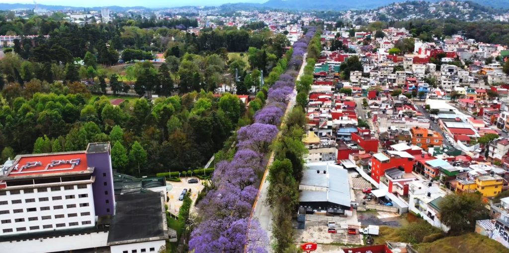 jacarandas