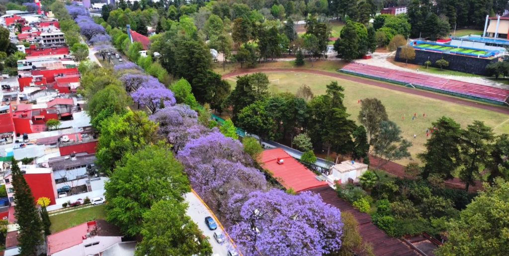 jacarandas