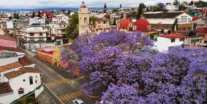 Lee más sobre el artículo Llegaron las Jacarandas a Xalapa.