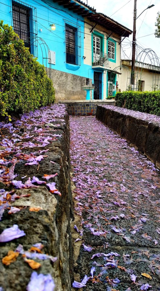 jacarandas