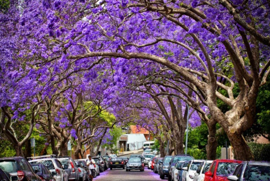 Jacarandas