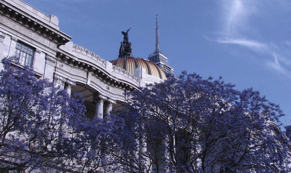 jacarandas