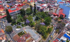 Lee más sobre el artículo Las Araucarias Chilenas que conquistaron Xalapa.